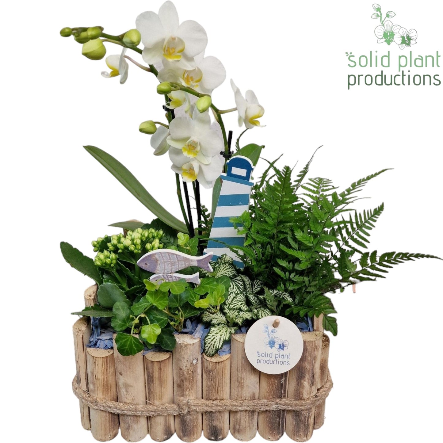 Solid Plant Productions HPH008 Verona Large Maritiem Pack of 2