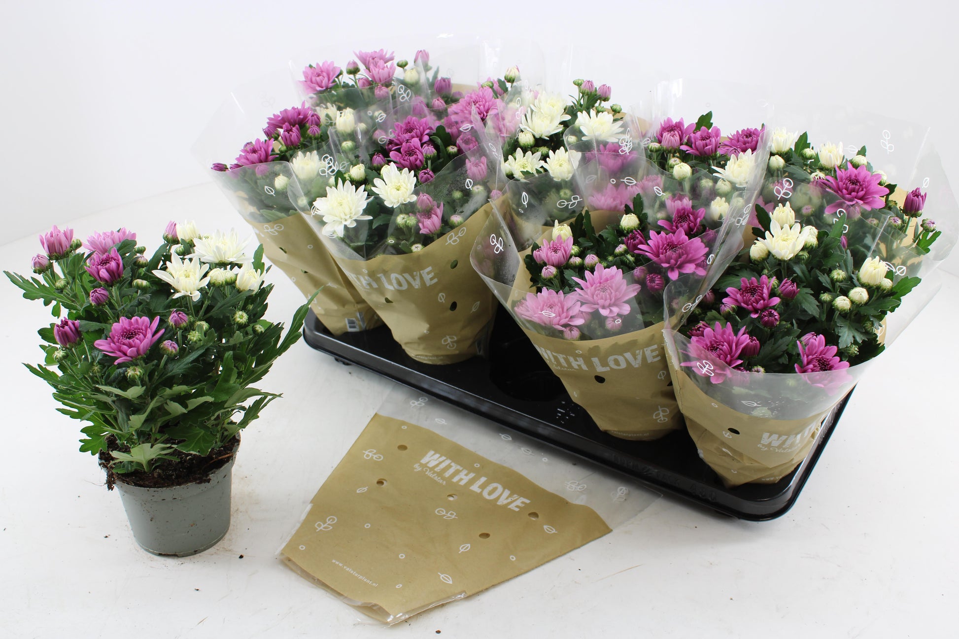 Chrysanthemum Da Vinci carnaval 25cm 12cm Pot