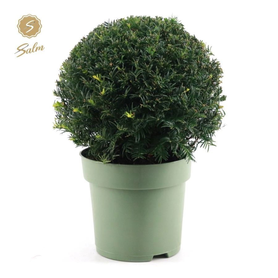Taxus baccata ball 45cm 24cm Pot