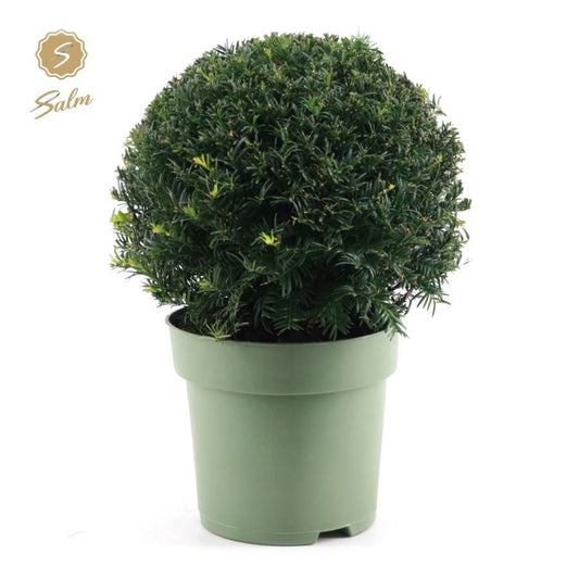 Taxus baccata 45cm 24cm Pot