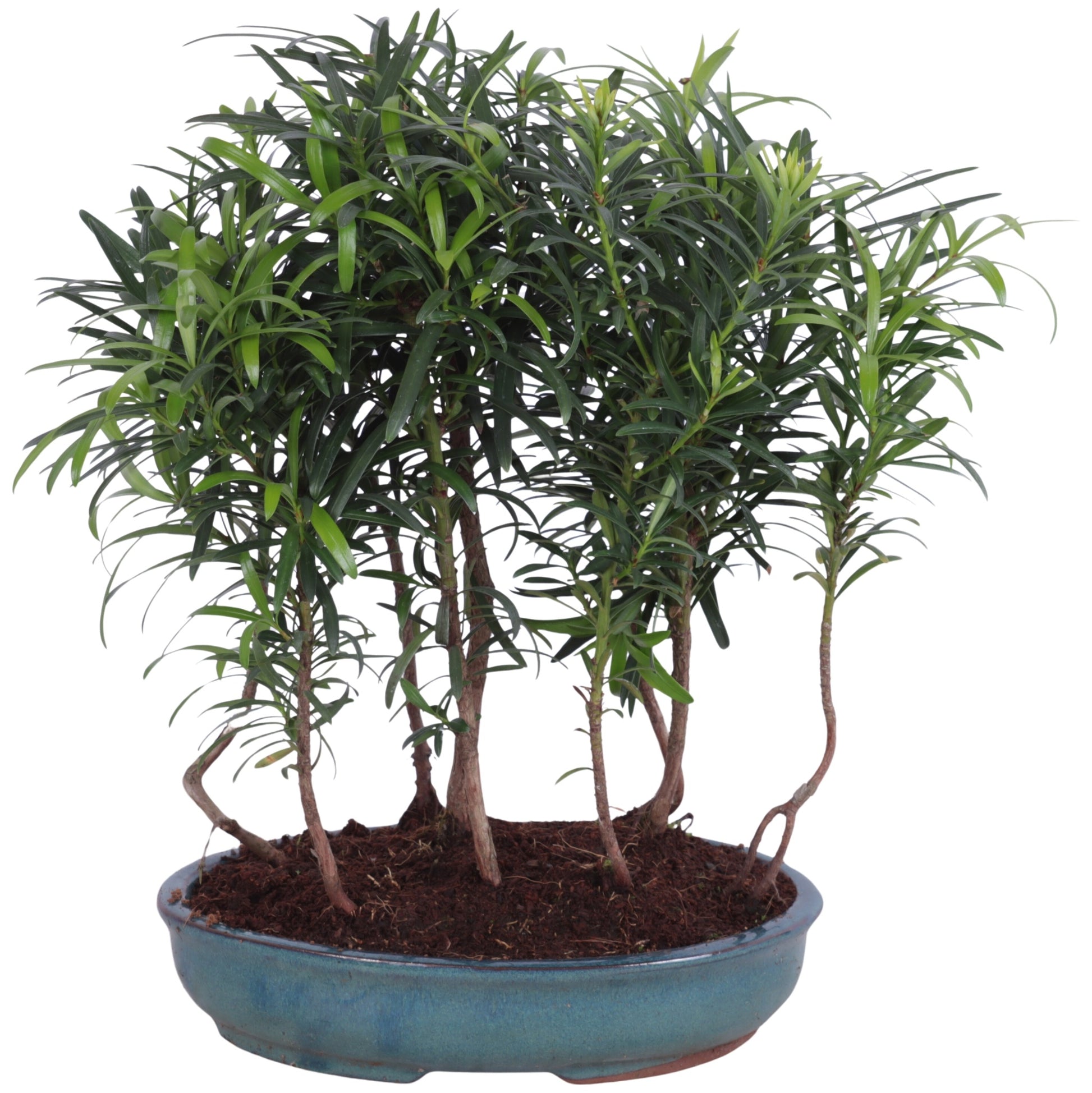 Bonsai Metasequoia Forest 35cm 22cm Pot