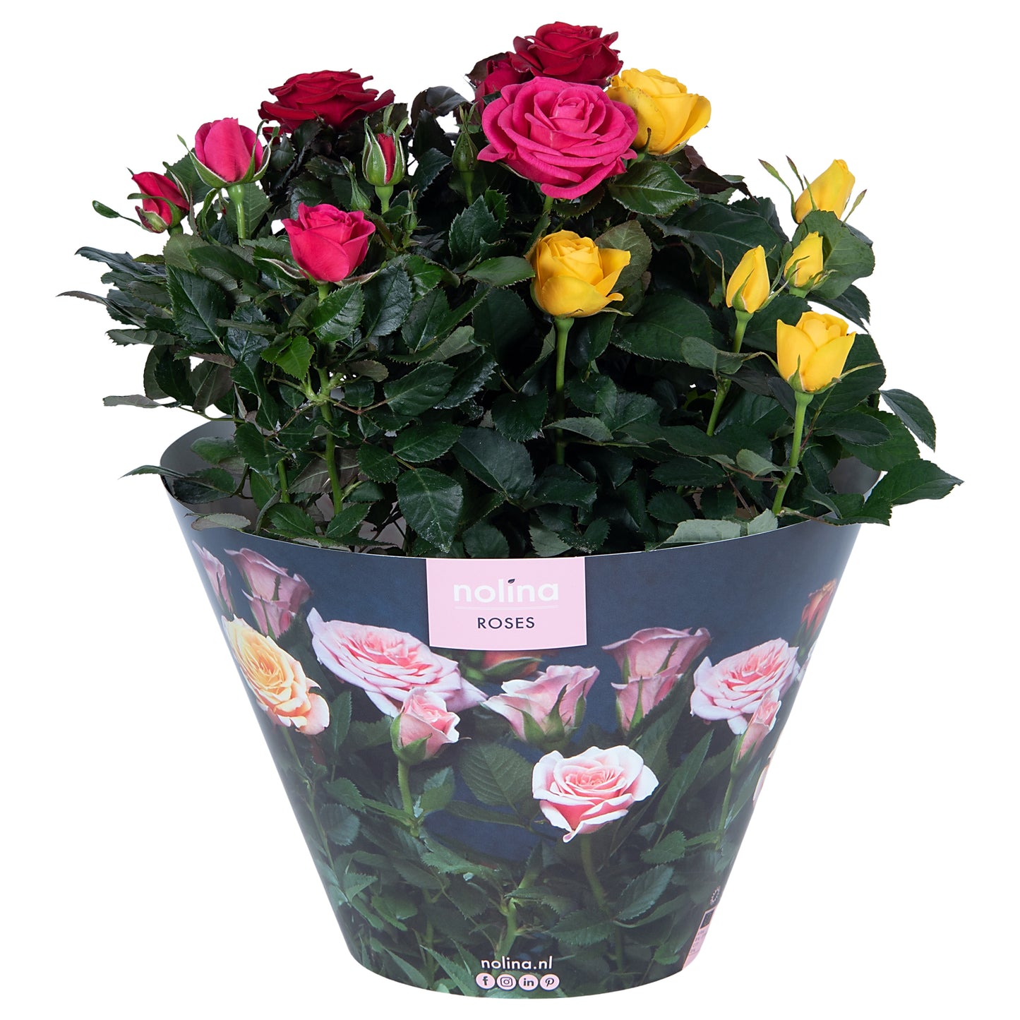 Rose Patiohit Carnaval 38cm 23cm Pot