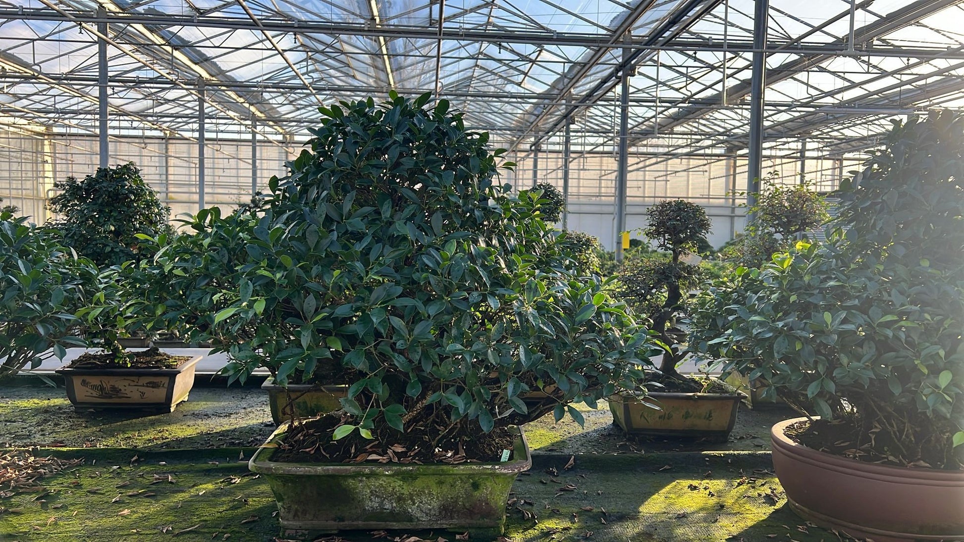 Bonsai Mix 95cm 57cm Pot