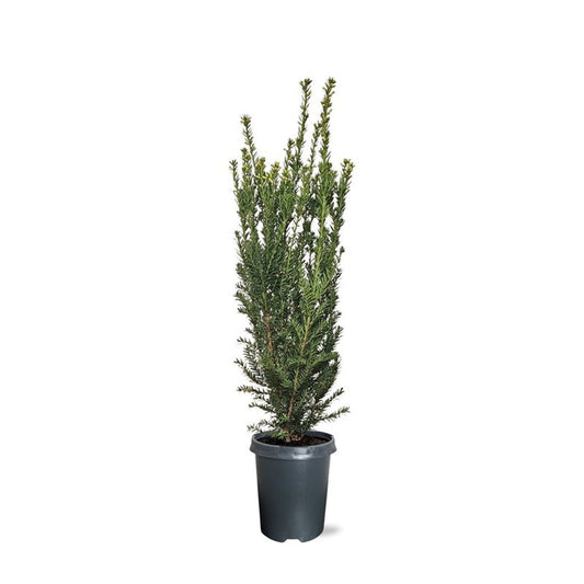 taxus-media-hillii-70cm-21cm-pot