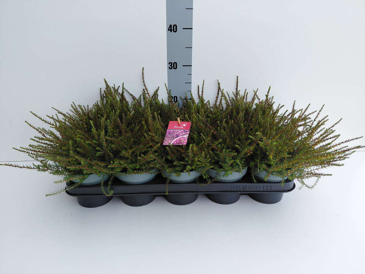 Erica Kramer's Red 20cm 12cm Pot