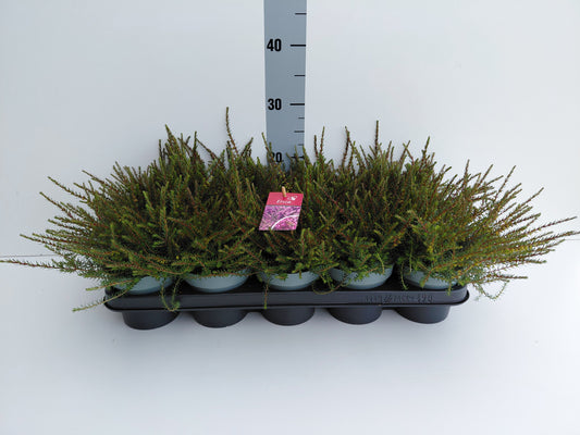 Erica Kramer's Red 20cm 12cm Pot