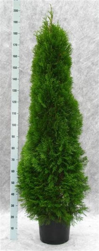 Thuja occidentalis Smaragd 190cm 31cm Pot