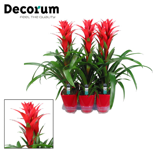 Guzmania Ostara 60cm 14cm Pot