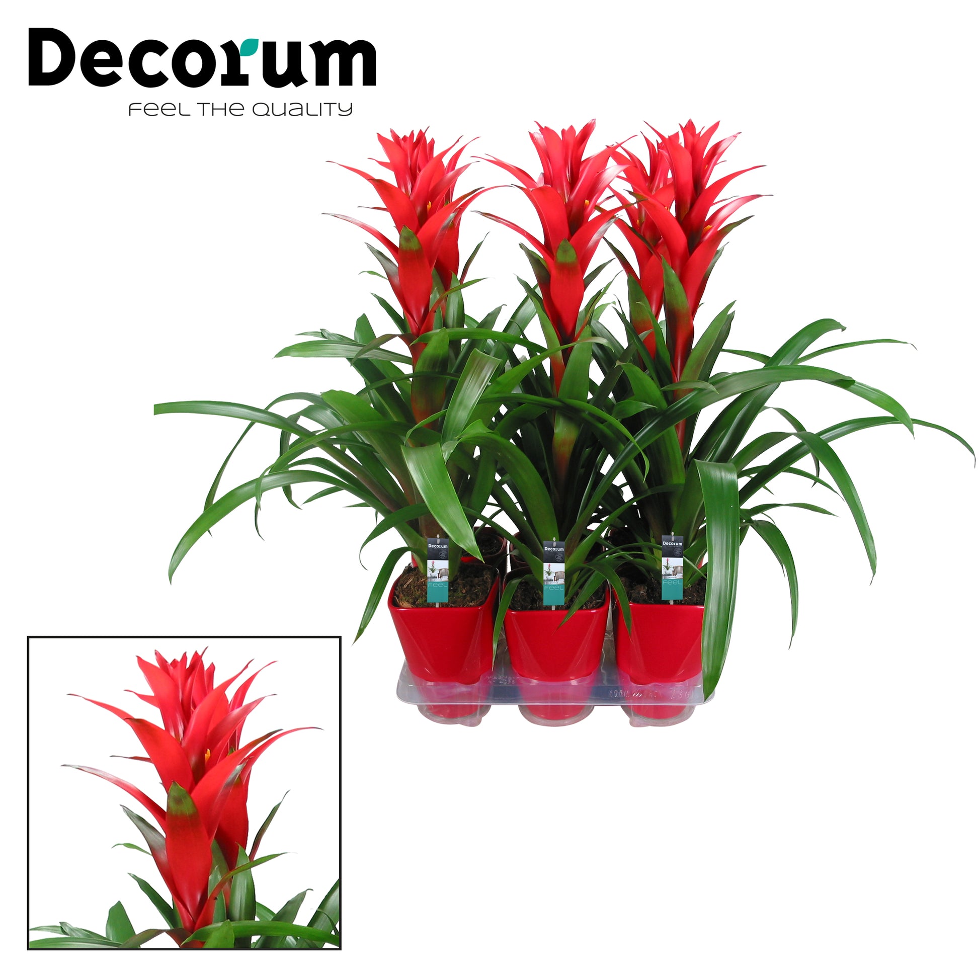 Guzmania Ostara (+ drp.ceramic) 60cm 14cm Pot