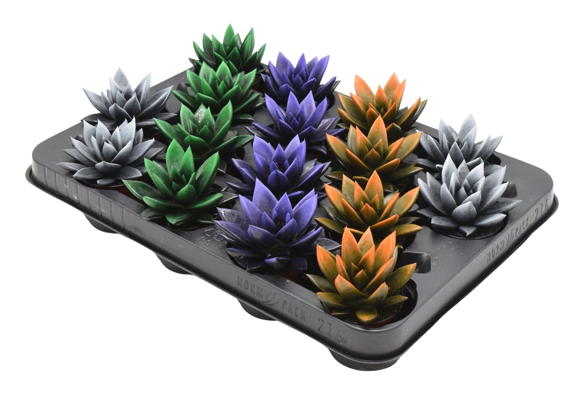 Echeveria Miranda mix 8cm 6cm Pot