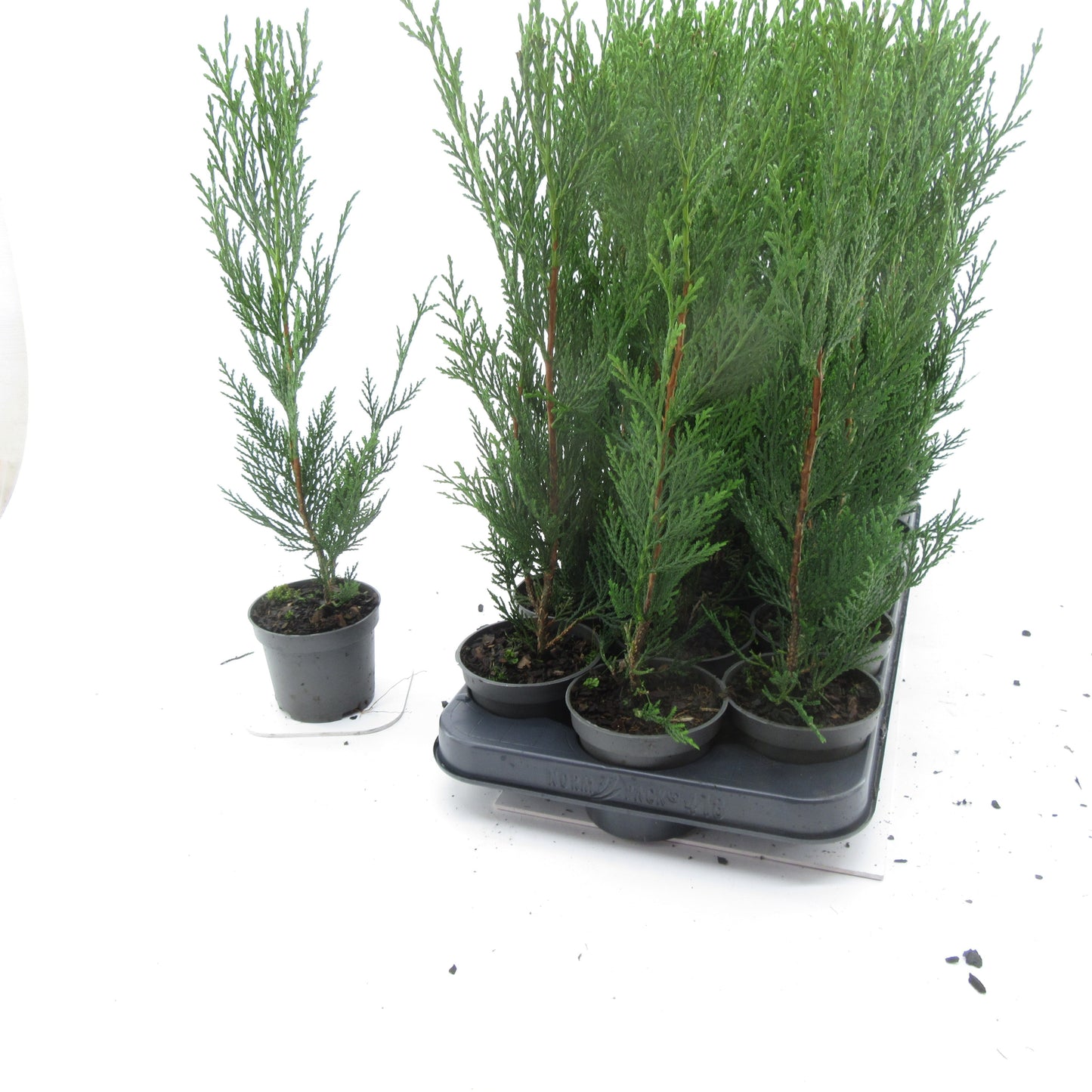 Cupressocyparis ley. 2001 42cm 9cm Pot