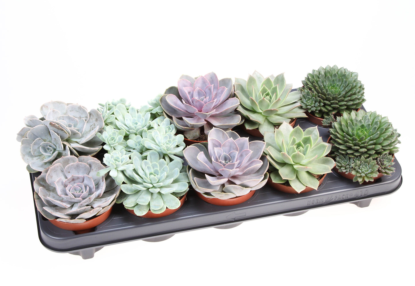 Euro Cactus Holland Bv Echeveria mix Pack of 10