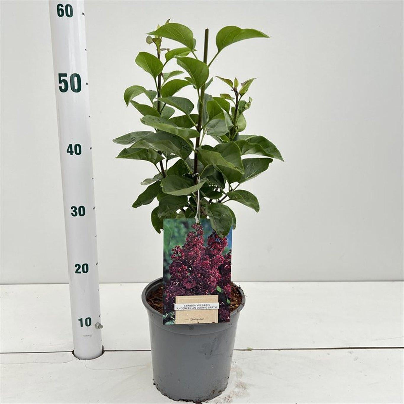 Syringa vulgaris Andenken an Ludwig Späth 35cm 17cm Pot