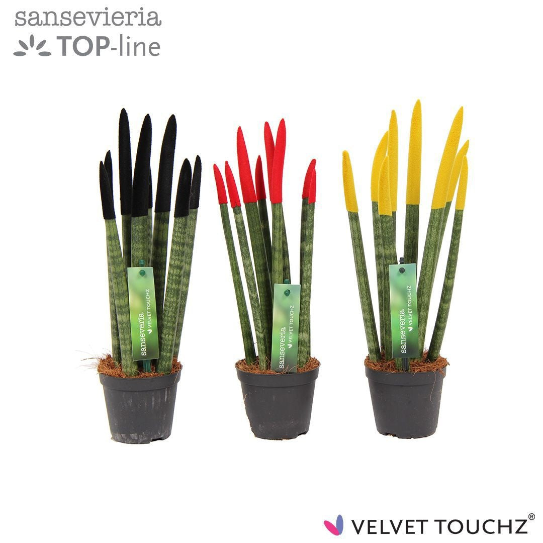 Sansevieria cylindrica 35cm 8.5cm Pot