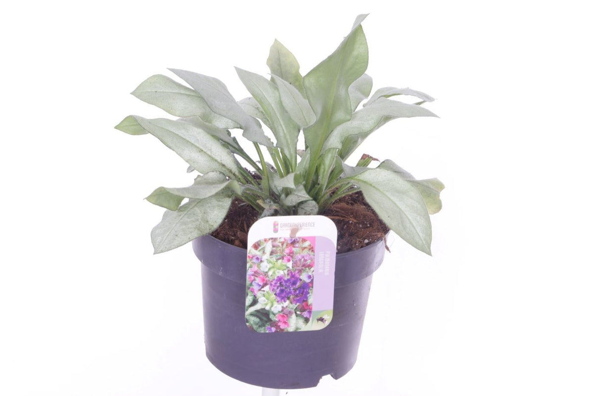 Pulmonaria lon. Diana Clare 25cm 17cm Pot