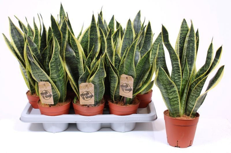 Sansevieria Futura Superba 50cm 14cm Pot