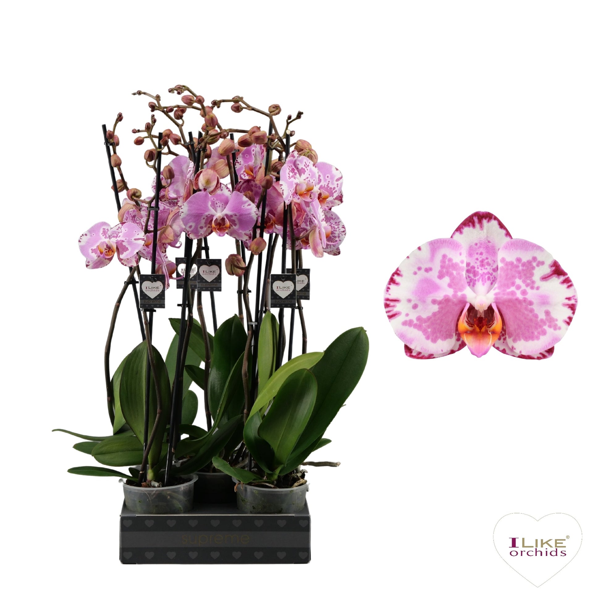Phalaenopsis Ismaeli 75cm 12cm Pot