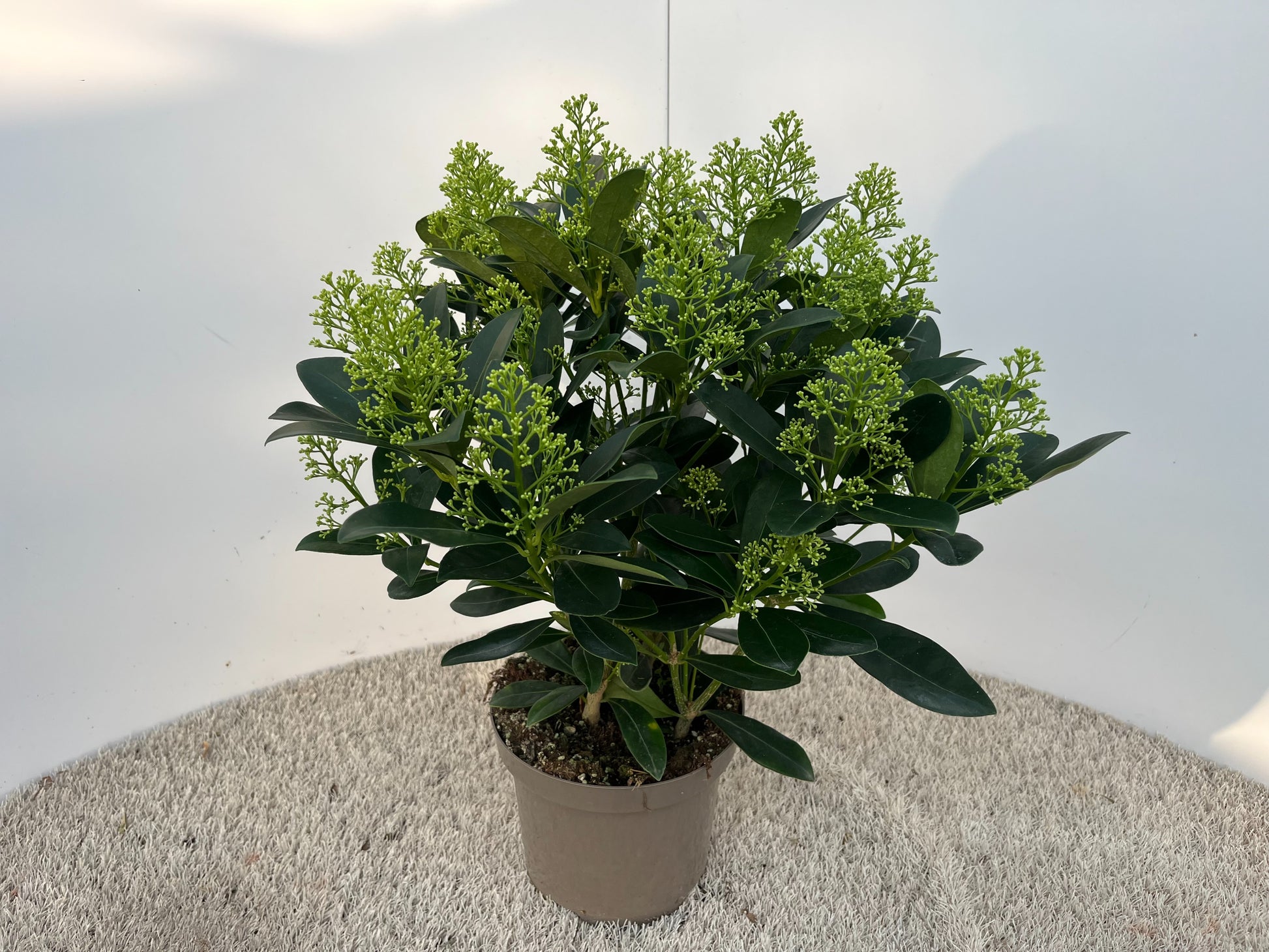 Skimmia japonica Finchy 50cm 19cm Pot