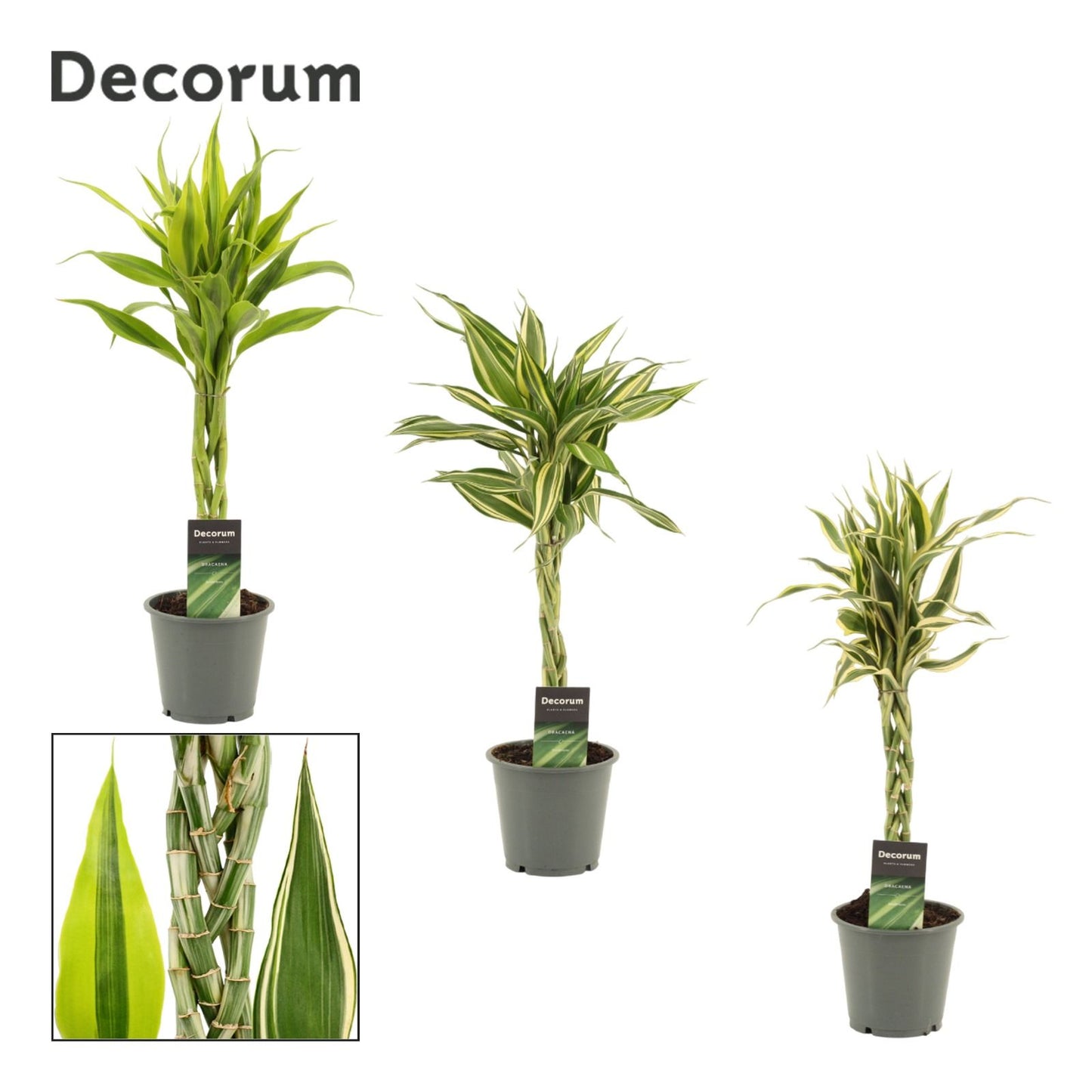 Duijn-Hove BV, kwekerij Dracaena sand. mix Pack of 6
