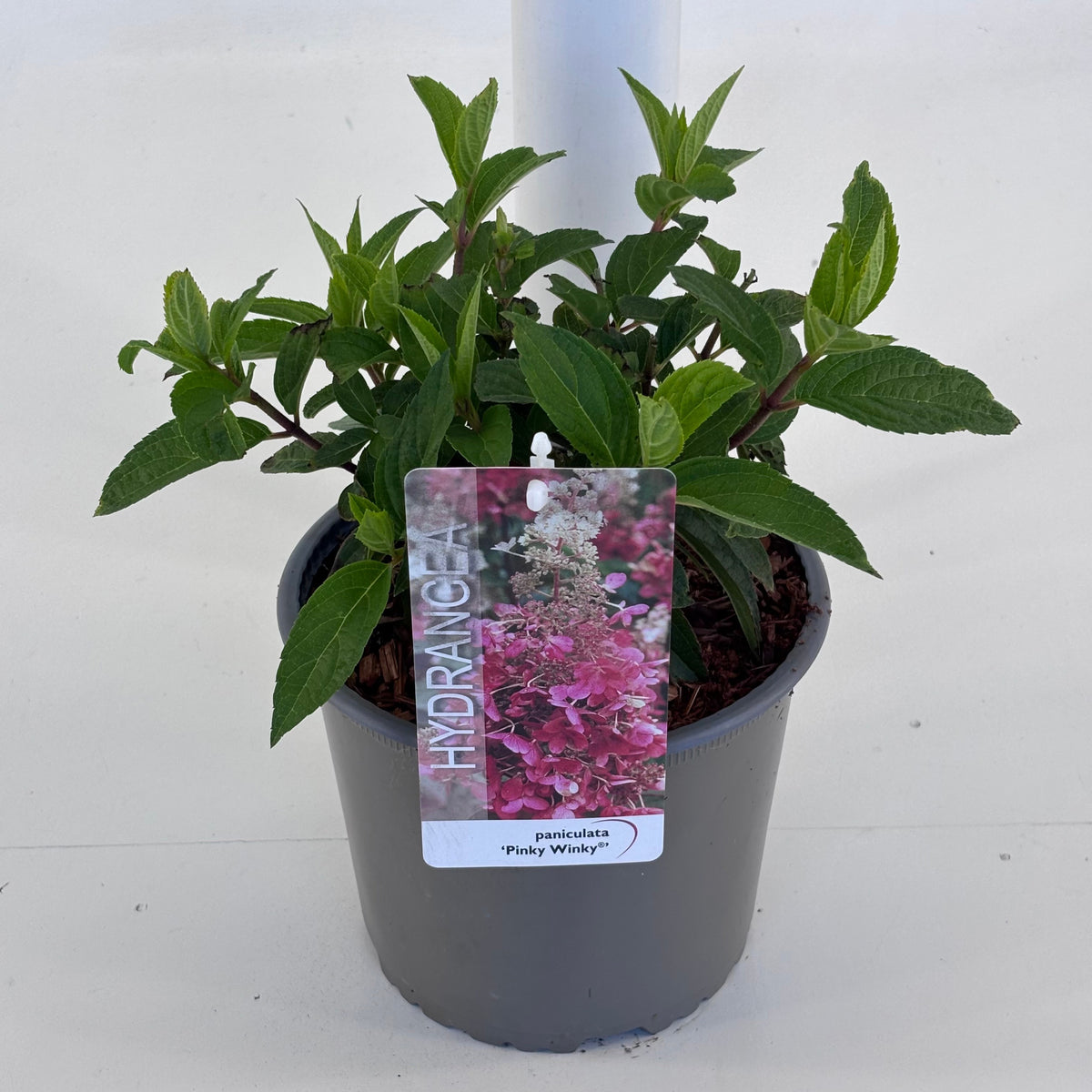 Hydrangea pan. Pinky Winky 25cm 19cm Pot