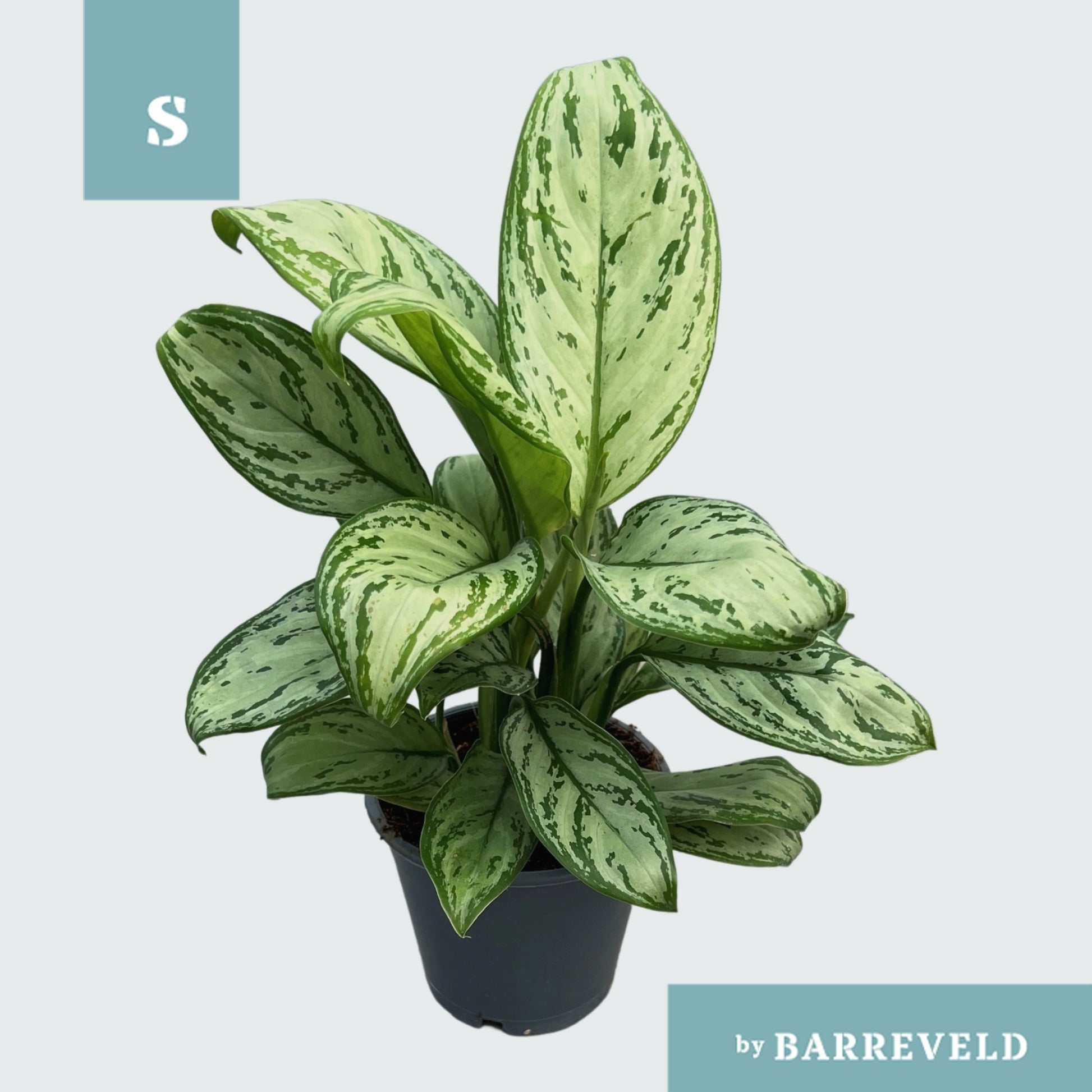 Aglaonema Maria Christina 30cm 11cm Pot