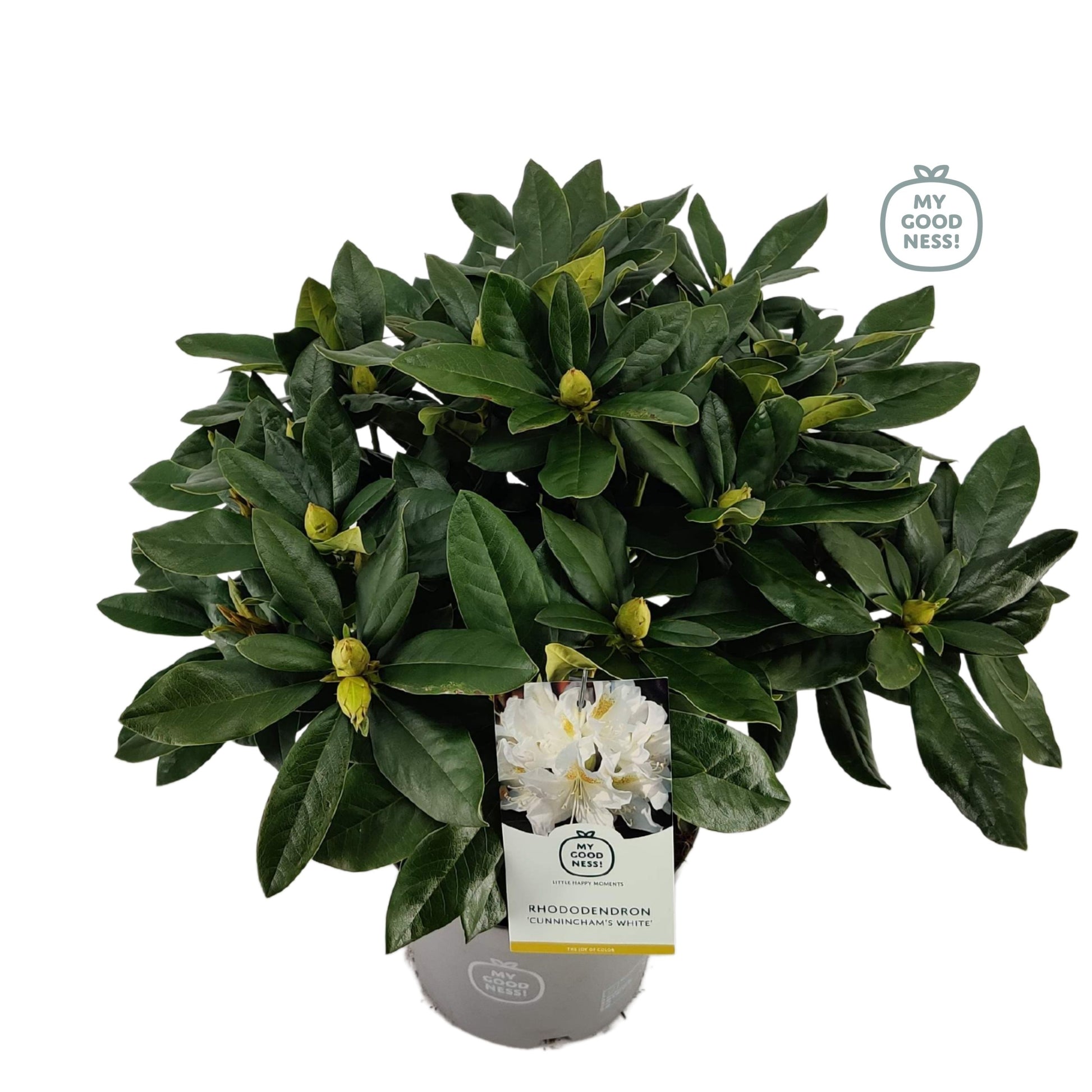 Rhododendron Cunningham White 60cm 23cm Pot