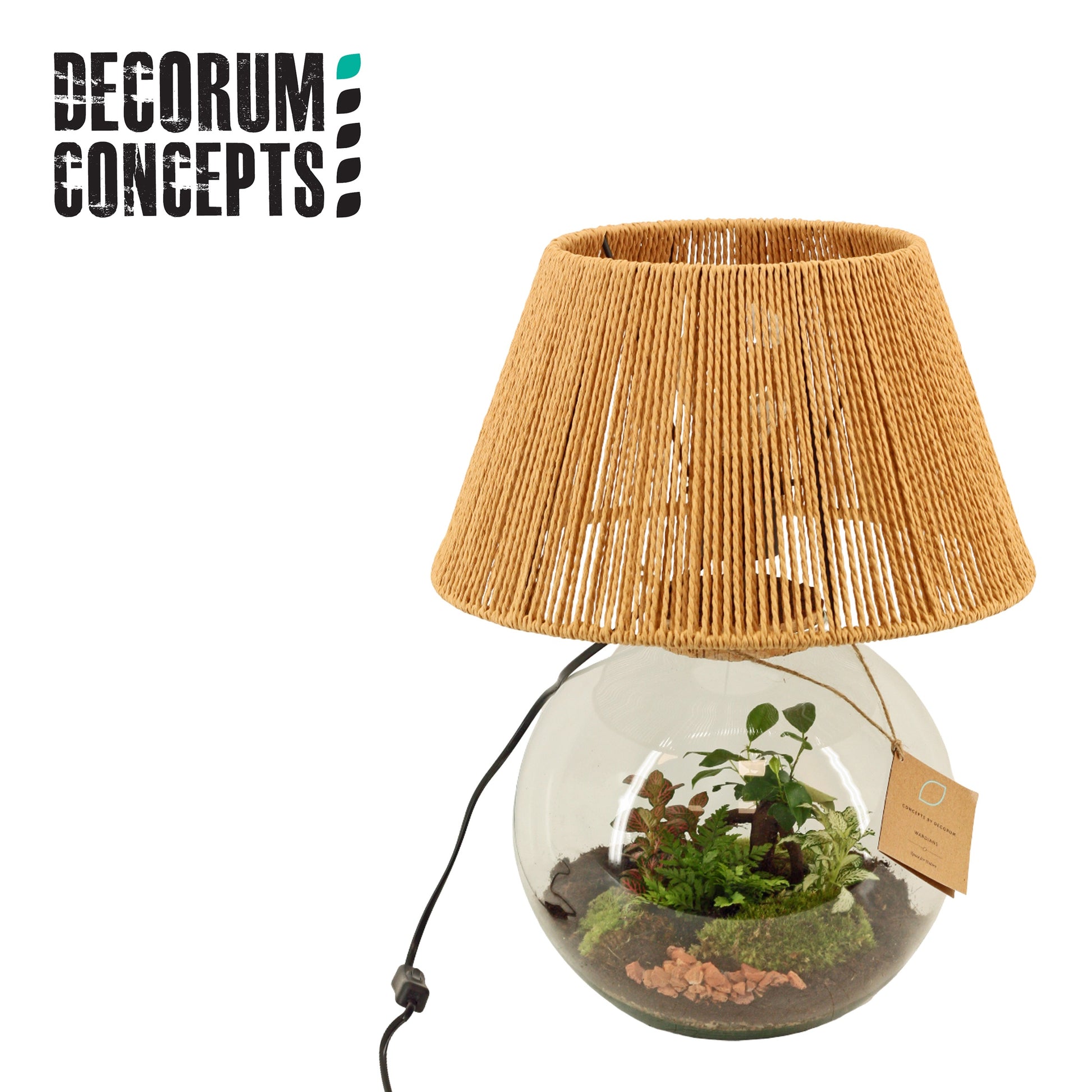 Duijn-Hove BV, kwekerij arr. Terrarium Moon Pack of 1