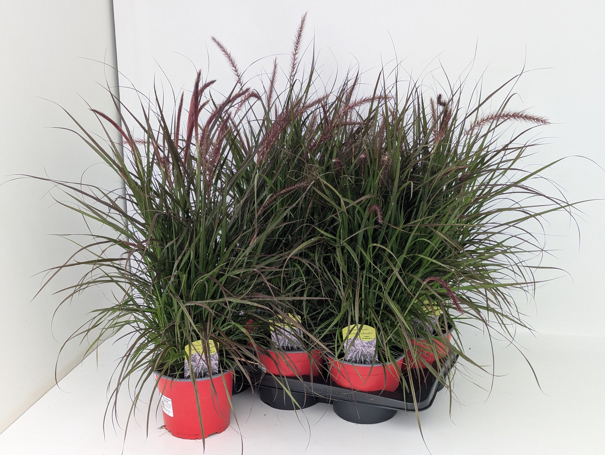 Pennisetum Rubrum 618cm 17cm Pot
