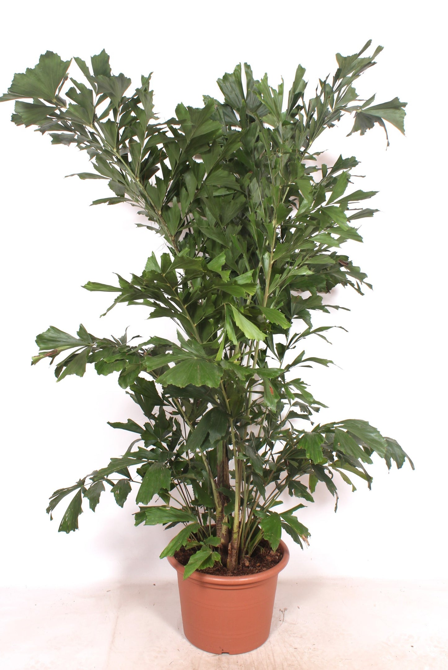 Caryota mitis 230cm 45cm Pot