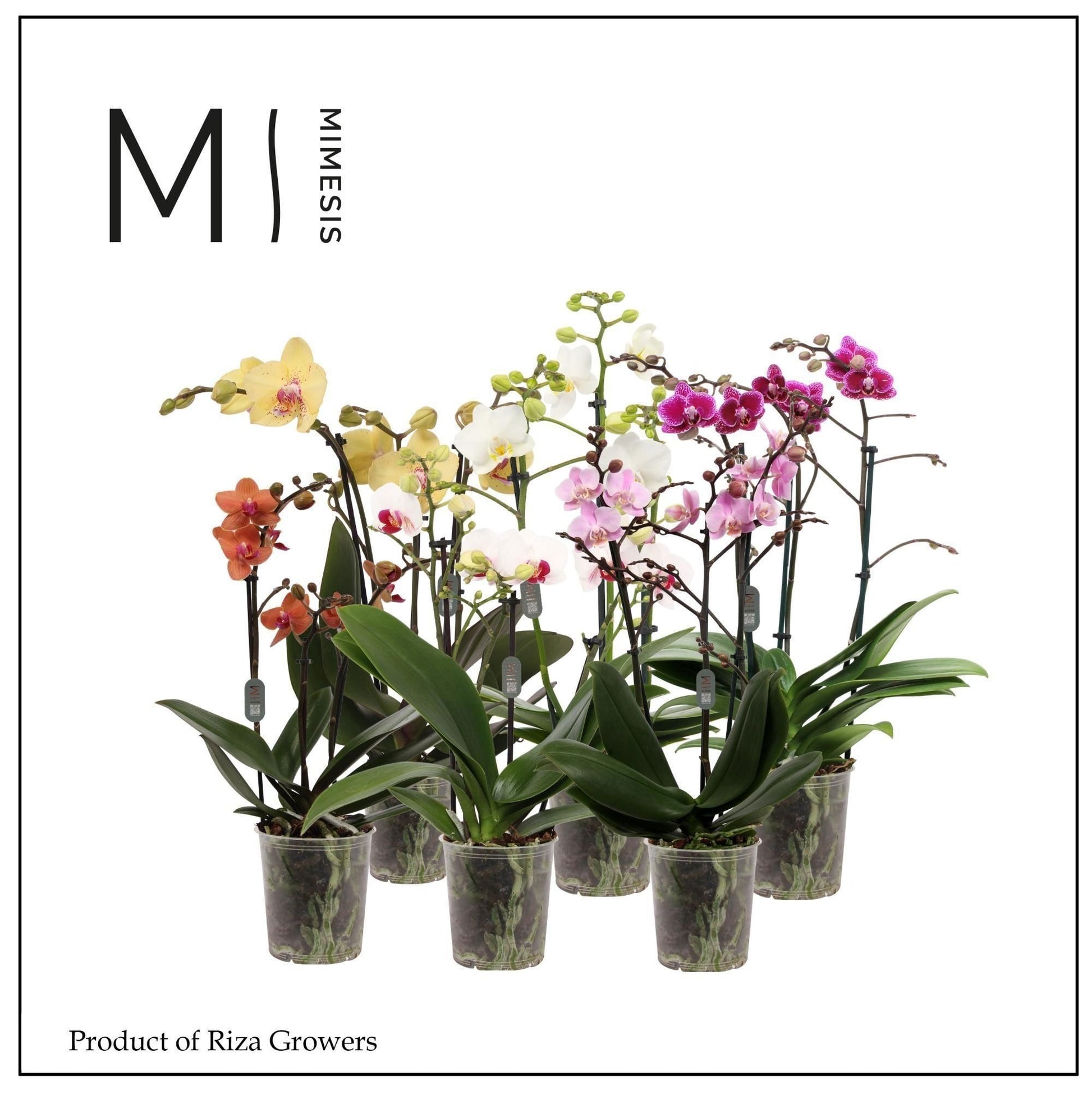 Phalaenopsis mix Mimesis 50cm 12cm Pot