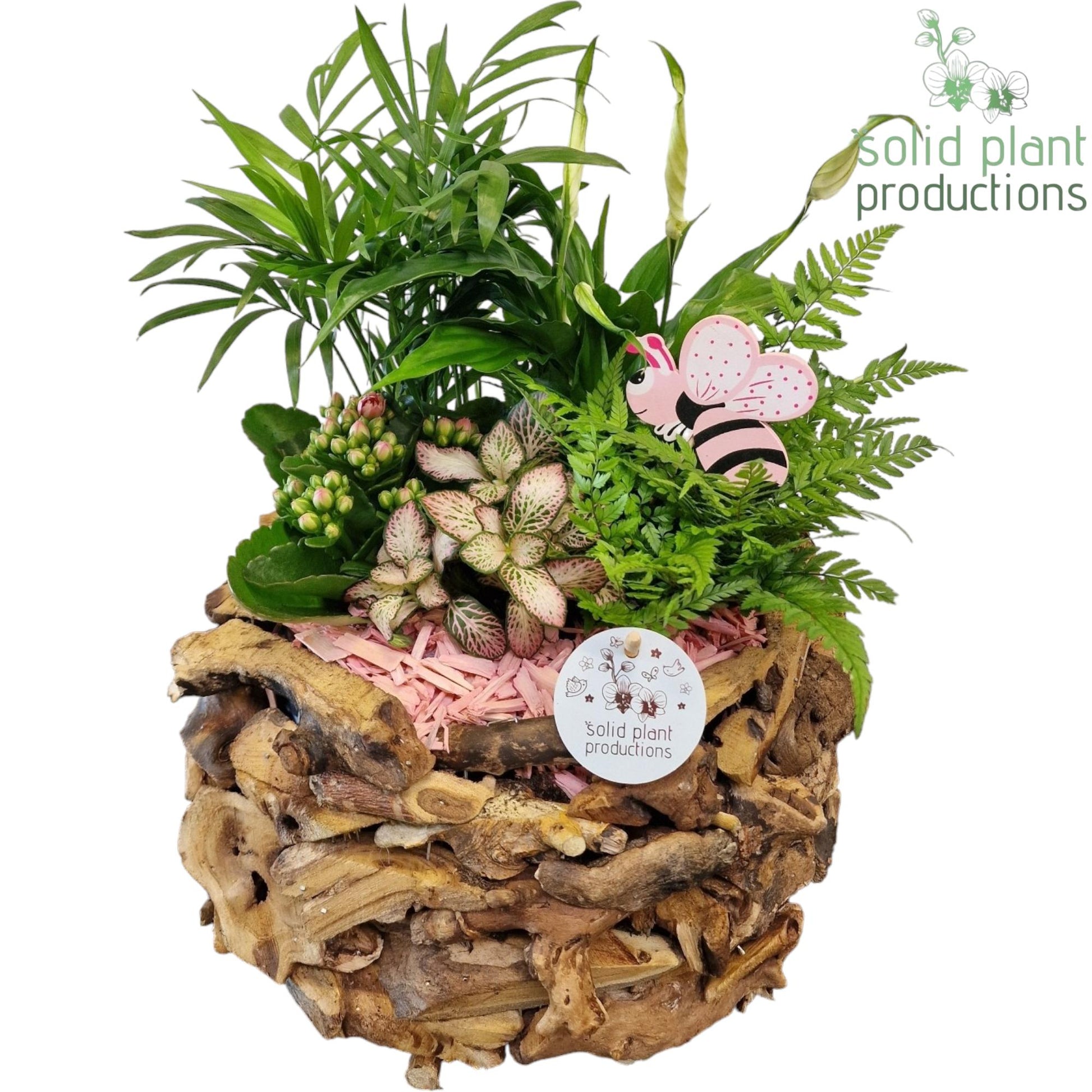 Solid Plant Productions SC013 Driftwood Round Pink Pack of 1