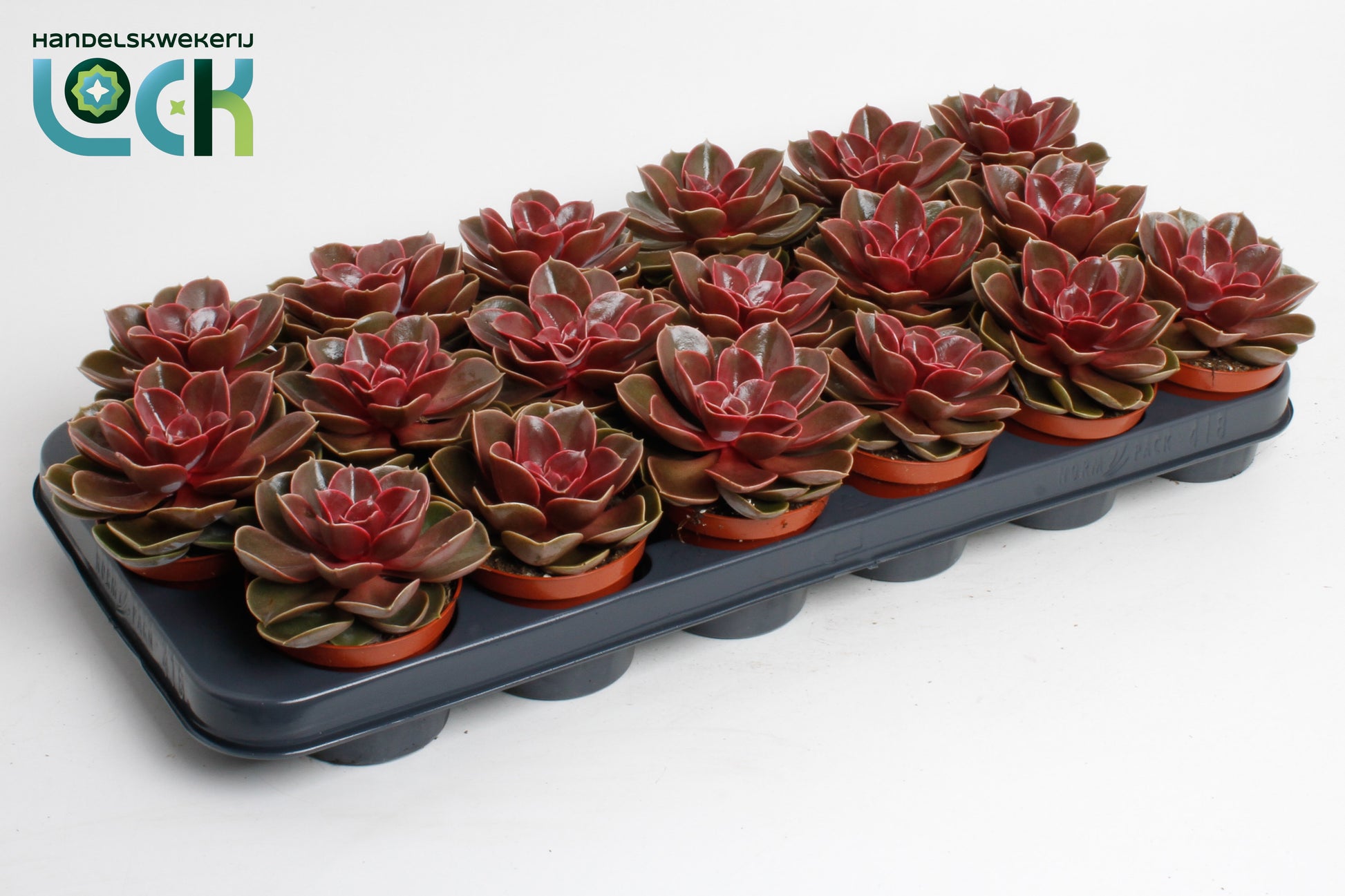 Echeveria Magic Red 15cm Special Pot (508)