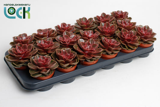 Echeveria Magic Red 15cm Special Pot (508)