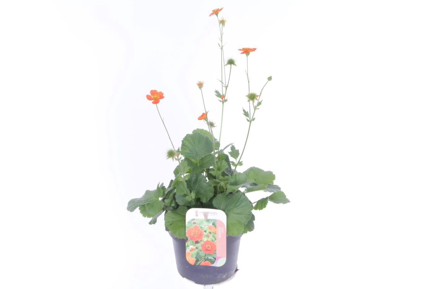 Geum coc. Tosai 40cm 13cm Pot