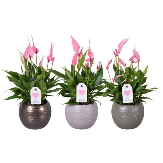 Anthurium Lilli 30cm 10cm Pot
