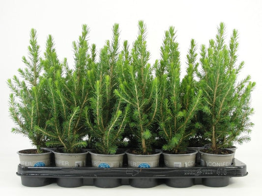 Picea glauca Conica 32cm 9cm Pot