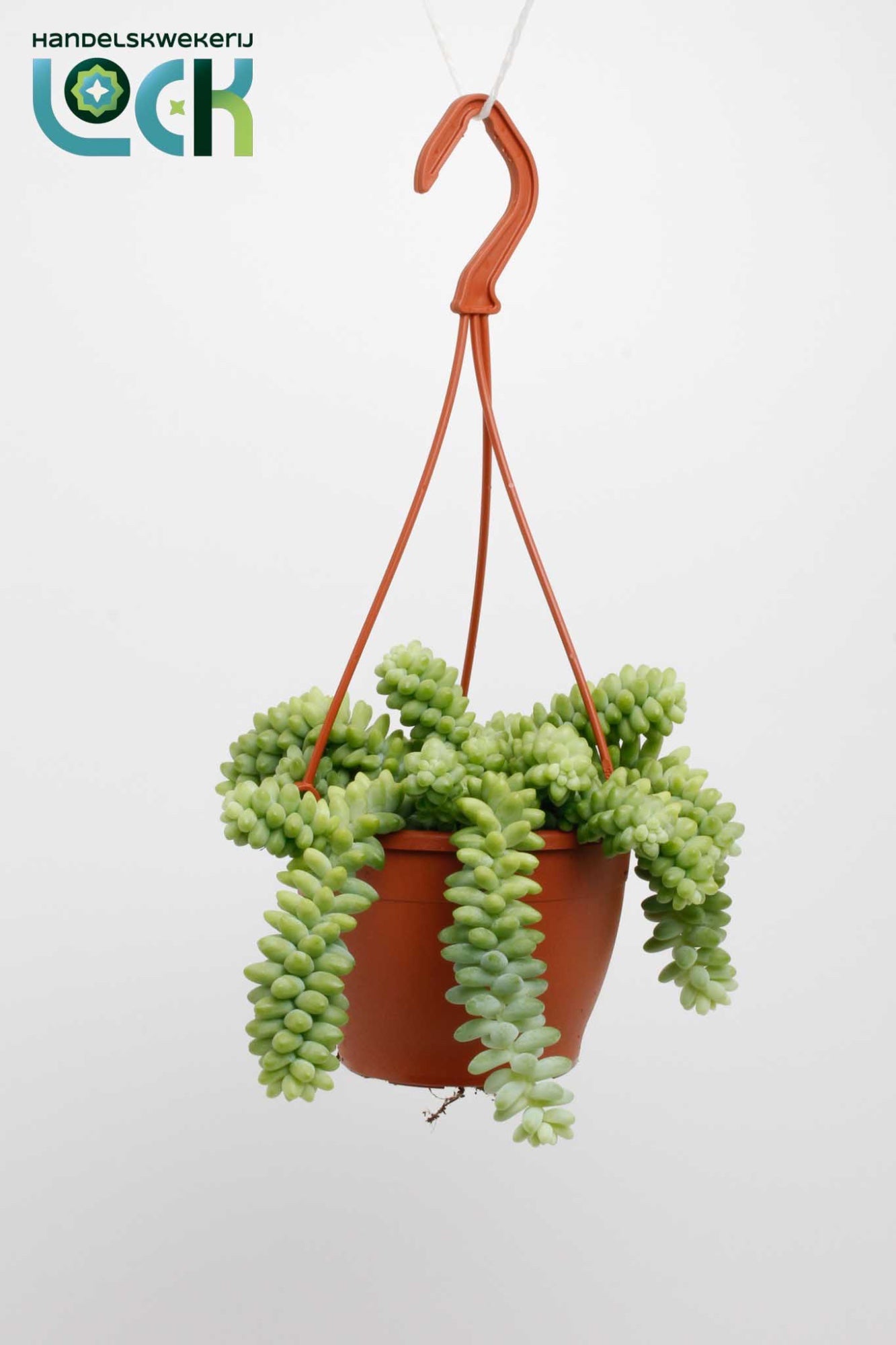 Sedum Burrito 15cm 12cm Pot