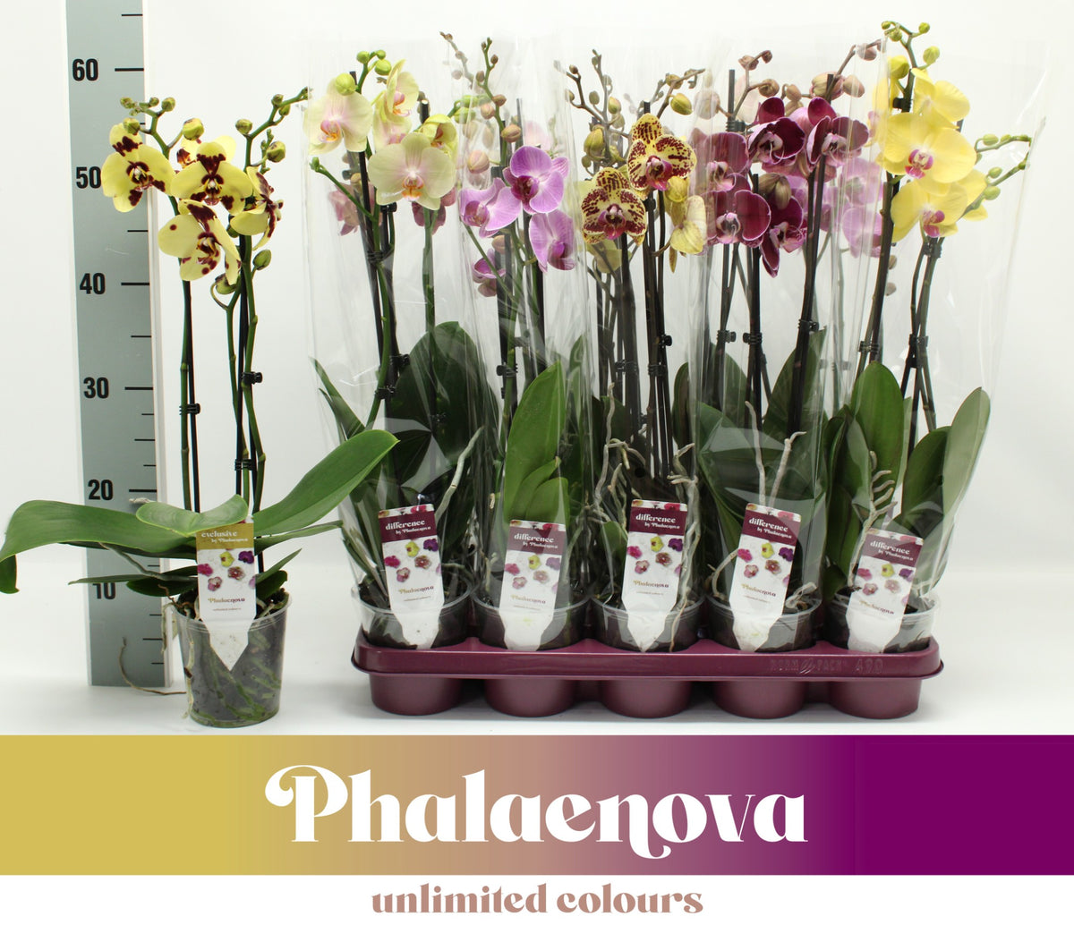 Phalaenopsis mix 60cm 12cm Pot