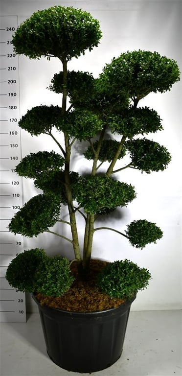 Ilex mix 240cm 80cm Pot