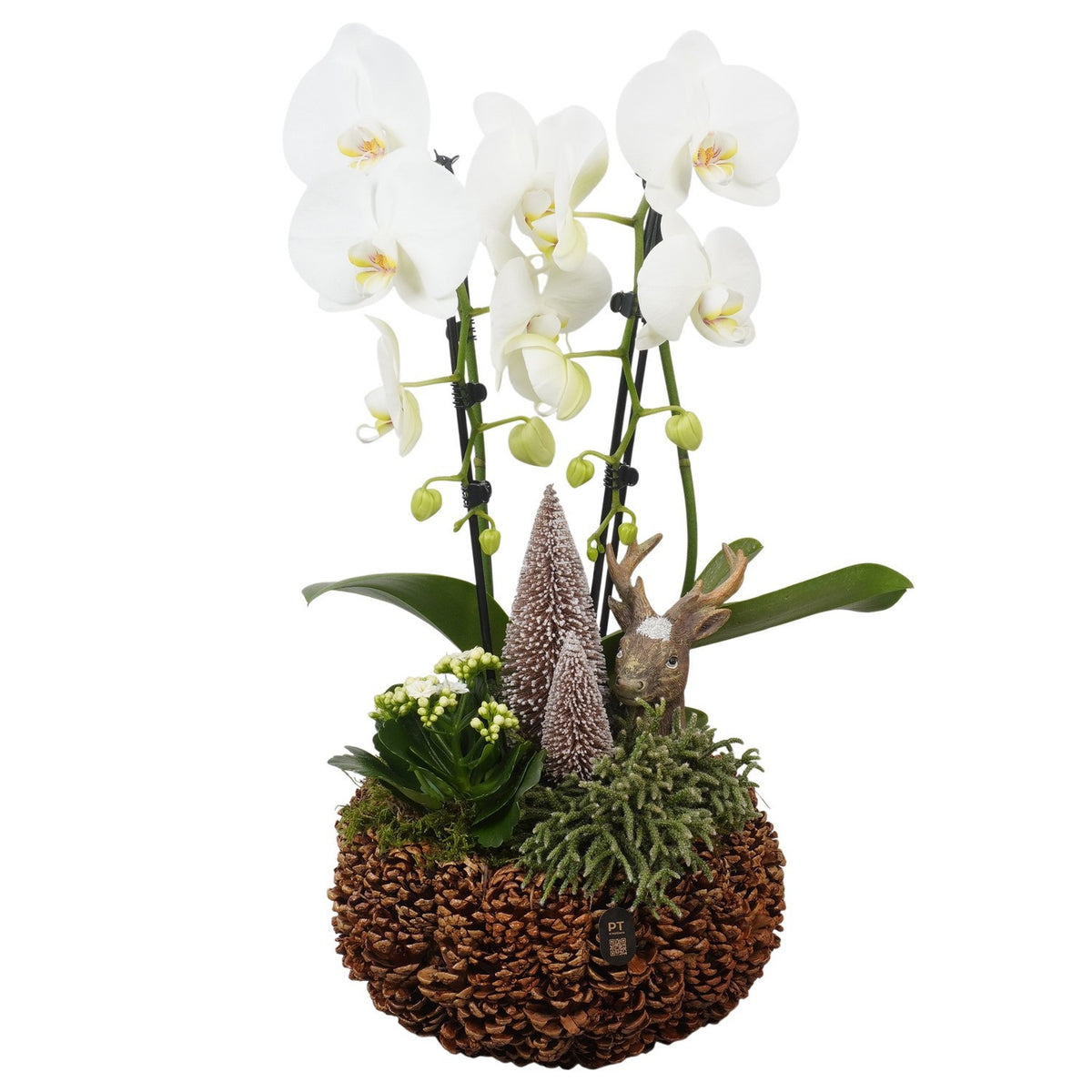 Christmas arrangement 58cm 28cm Pot