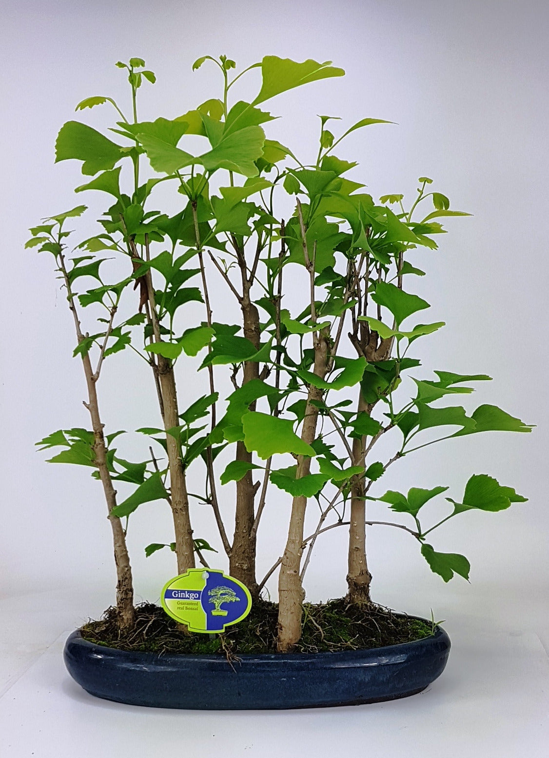 Ginkgo Little Emperor 45cm 32cm Pot