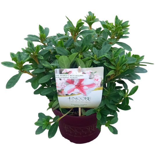Rhododendron Encore Autumn Starburst 40cm 19cm Pot