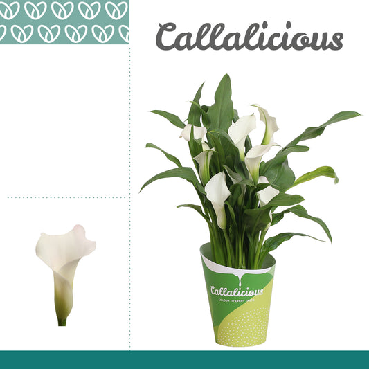 Zantedeschia Fresco 35cm 12cm Pot