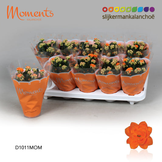 Kalanchoe Sumo Orange 23cm 10.5cm Pot