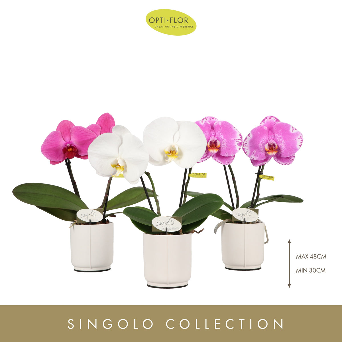 Phalaenopsis Singolo & Co mix (+ drp.Lazio) 40cm 9cm Pot