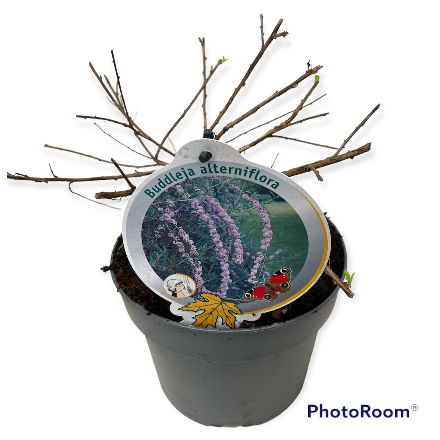 Buddleja alternifolia 50cm 19cm Pot