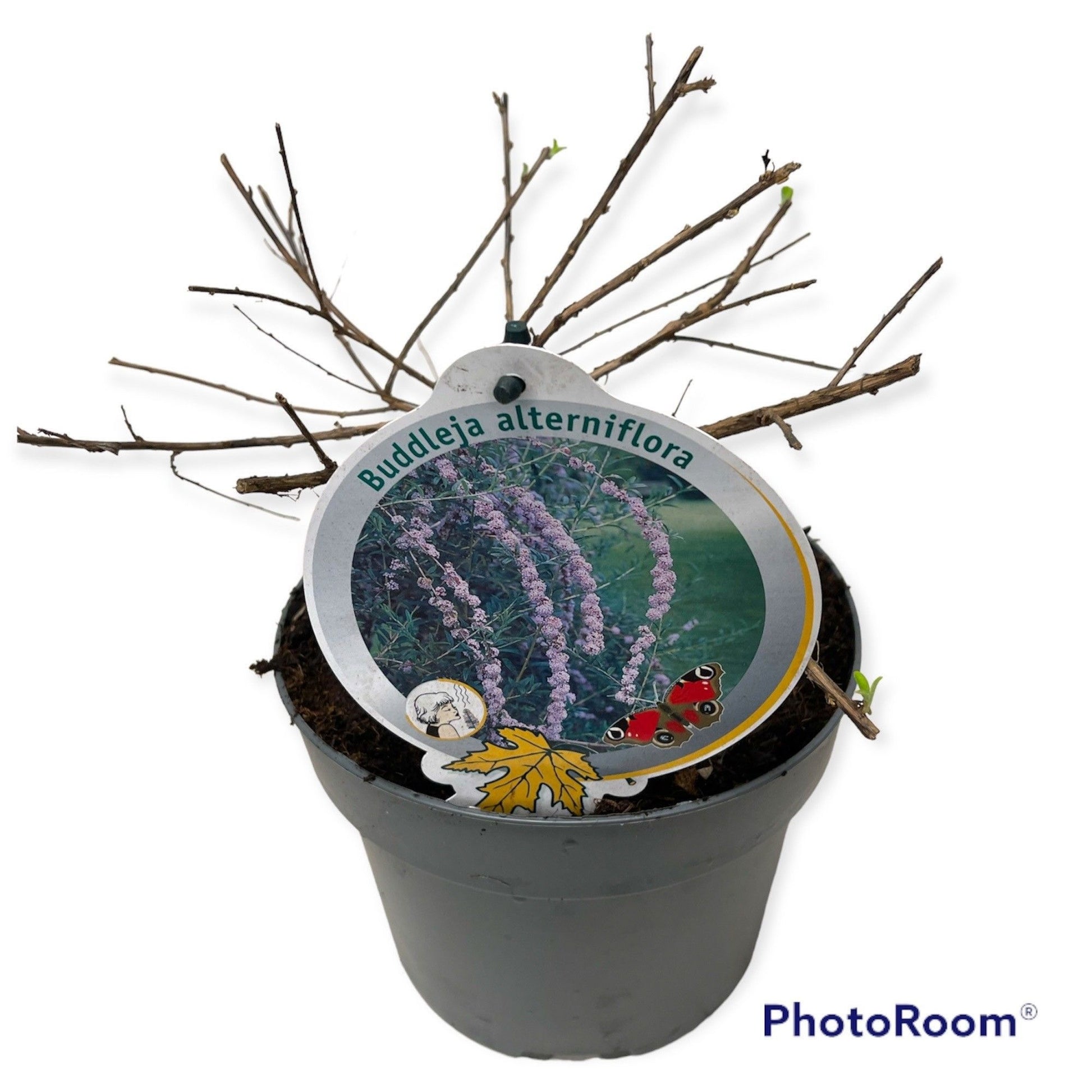 Buddleja alternifolia 50cm 19cm Pot