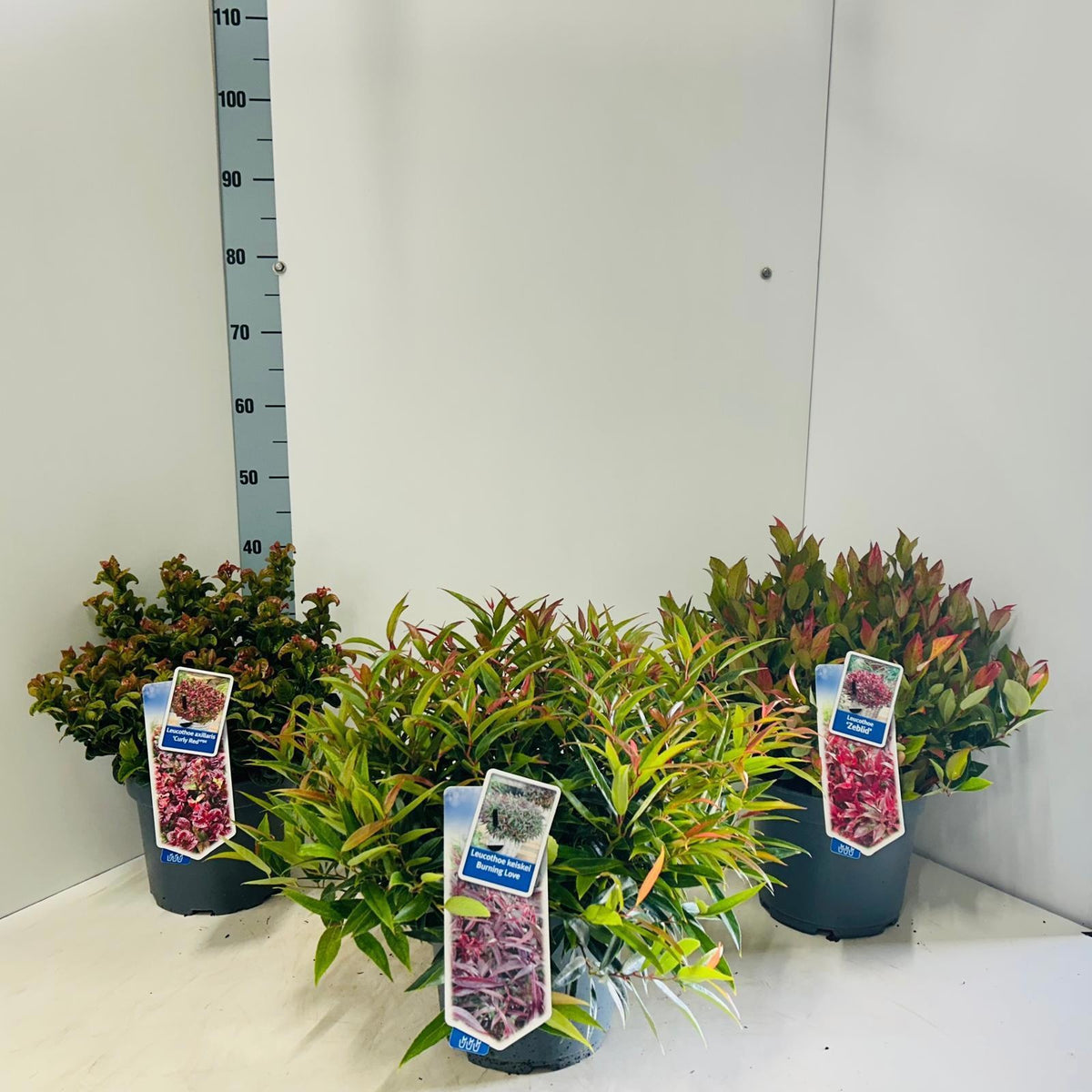 Leucothoe axillaris 40cm 23cm Pot
