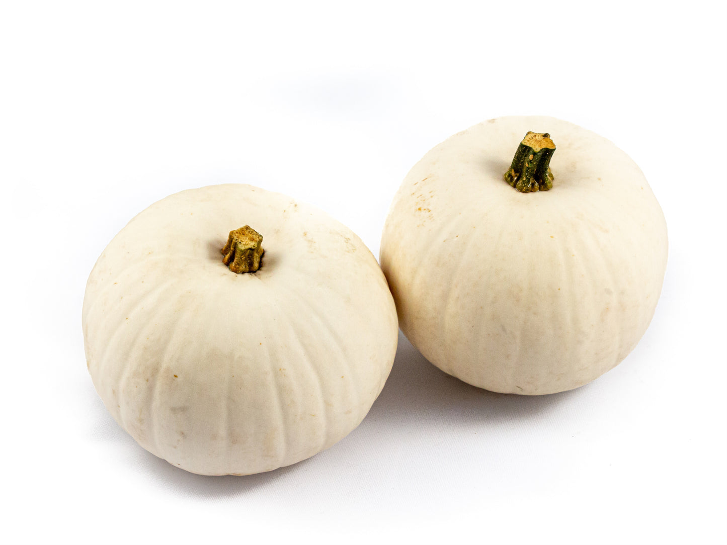 Cucurbita Snowbal/Witte Halloween 14cm 15cm Pot
