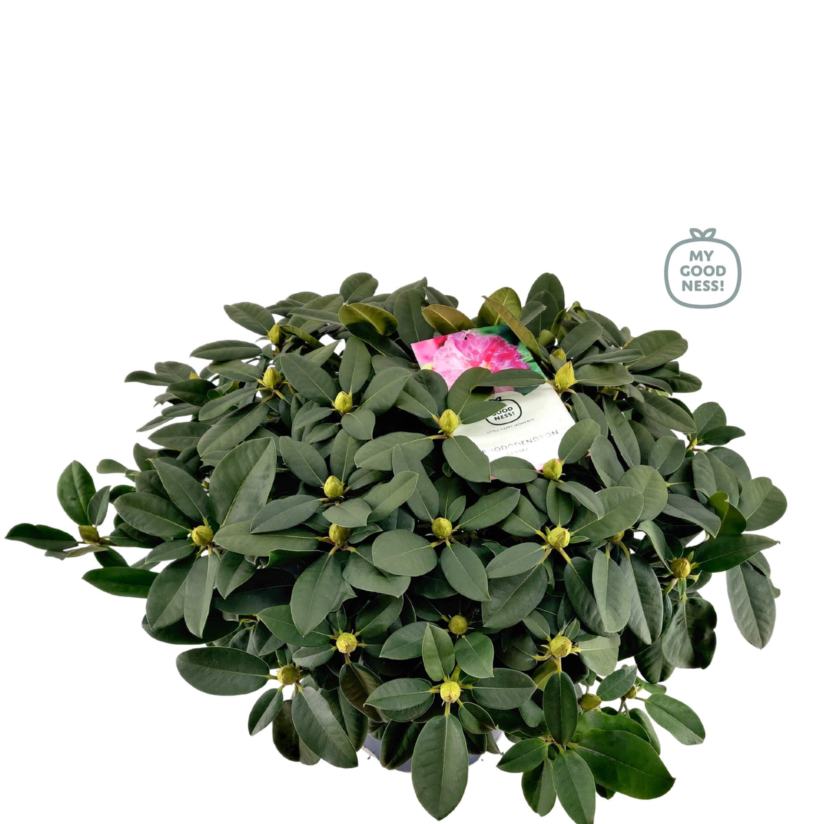 Rhododendron Germania 85cm 34cm Pot